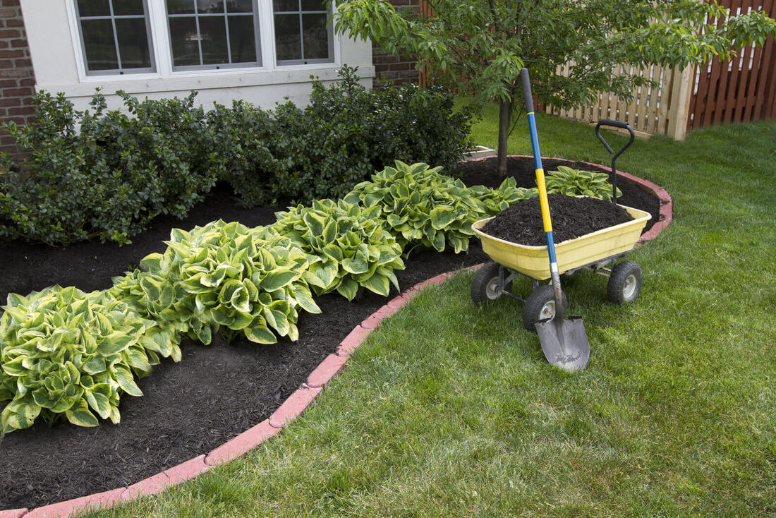 Mulched bed of hostas